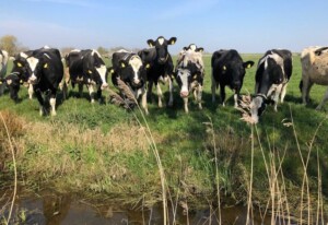 Fehnhaus an der Kuhweide 45236