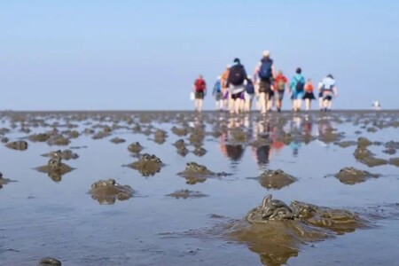 Foto 4 Ferienwohnung Ostfriesland Oldenburg & Umgebung Ferienhaus Kiebitz (Objekt 96161) buchen