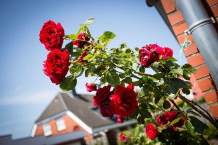 Foto 4 Ferienhaus Ostfriesland Nordfriesland Hausteil 6 Backbord (ID 300) (Objekt 97261) buchen