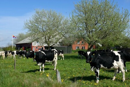 Foto 2 Ferienwohnung Ostfriesland Föhr Familie Carstensen FW2 (Objekt 101608) buchen